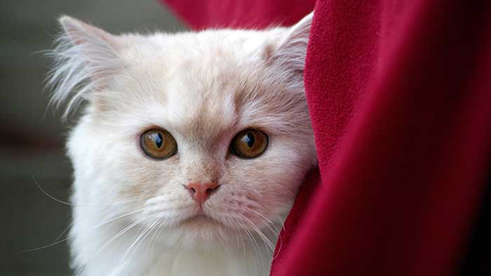 Nonviolent Communication doesn't treat allergy to cats