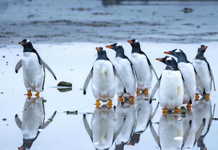 Temperament-Based Therapy with Supports (TBT-S)